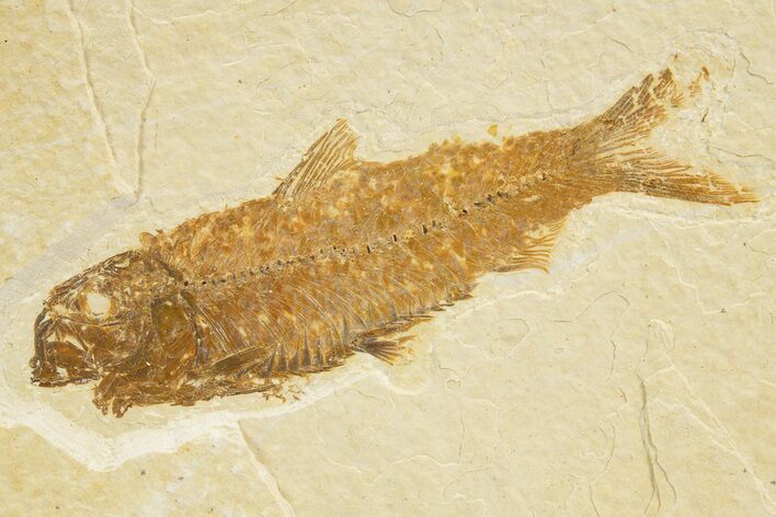 Detailed Fossil Fish (Knightia) - Wyoming #318563